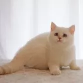 ブリティッシュショートヘア【大阪府・女の子・2025年6月1日・ゴールデンポイント】の写真4