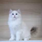 ラグドール【大阪府・男の子・2025年6月9日・ブルーリンクスポイントバイカラー】の写真10