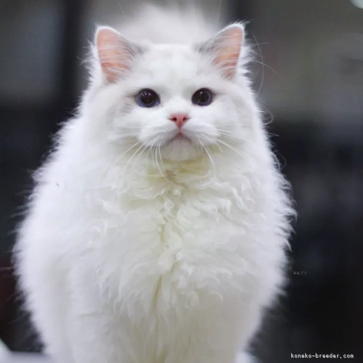 ラグドール【大阪府・男の子・2025年5月5日・ブルーポイントバイカラー】の写真1