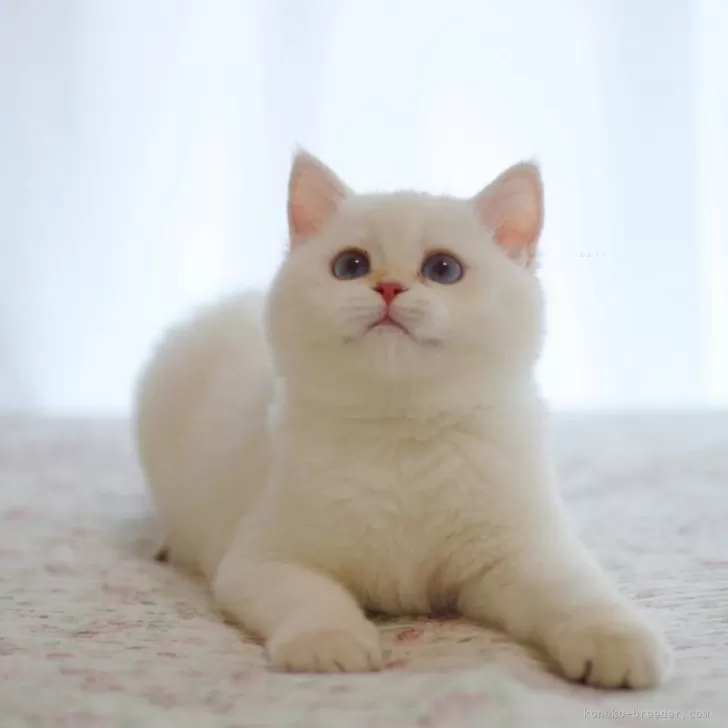 ブリティッシュショートヘア【大阪府・女の子・2025年6月1日・ゴールデンポイント】の写真1