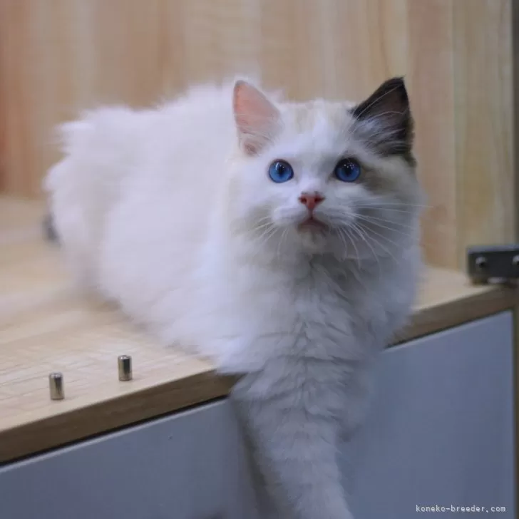 ID:2504-01543の子猫