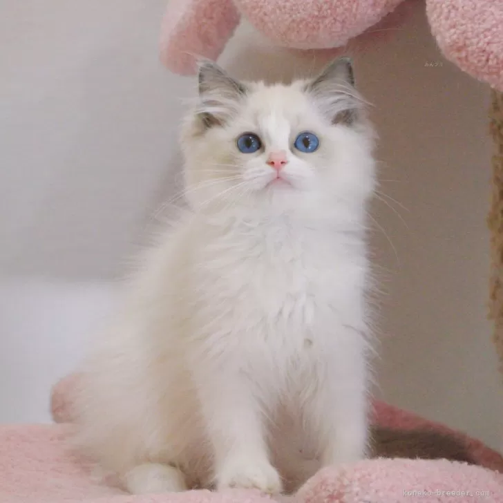 ラグドール【大阪府・女の子・2025年5月5日・ブルーポイントバイカラー】の写真1