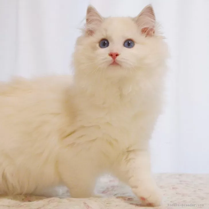 ラグドール【大阪府・男の子・2025年6月9日・ブルーリンクスポイントバイカラー】の写真1