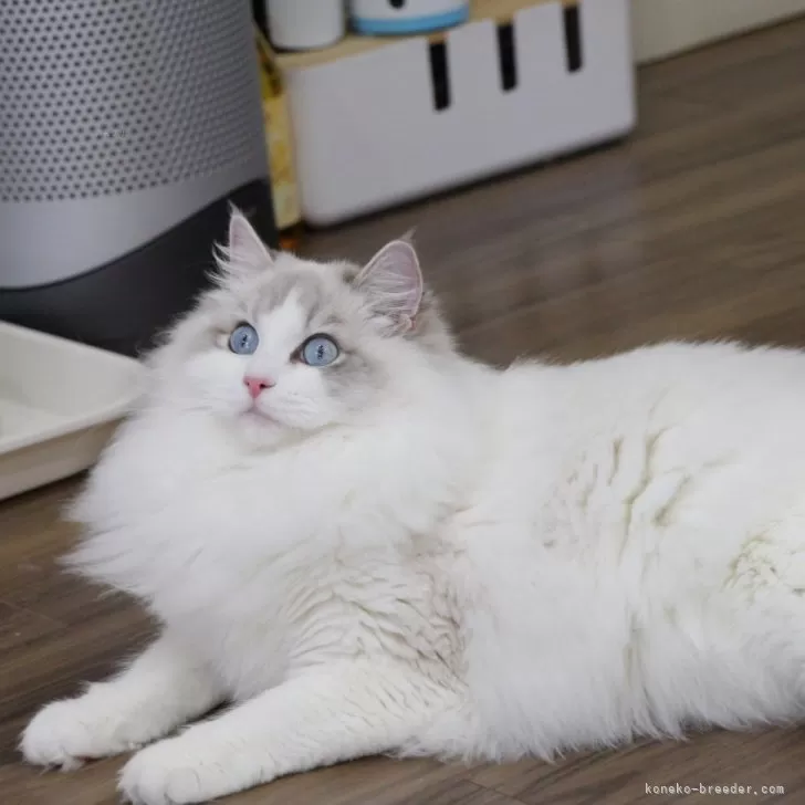 ID：2502-00827の子猫