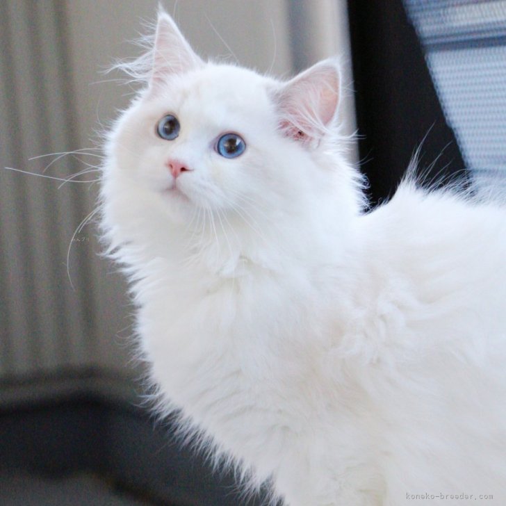 ブリーダー画像