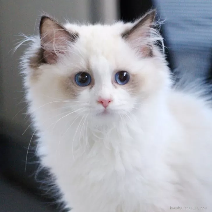 ラグドール【大阪府・女の子・2025年6月9日・シールポイントバイカラー】の写真1