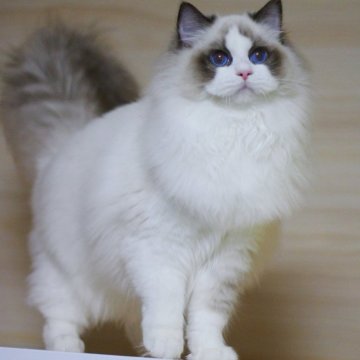 ラグドール【大阪府・女の子・2025年6月9日・シールポイントバイカラー】の写真「ふわふわな可愛い女の子(キャンペーン中」