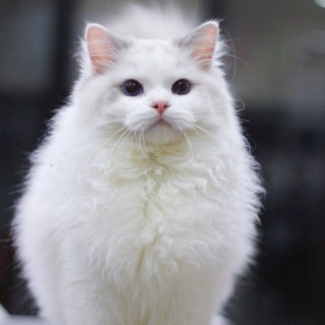 ラグドール【大阪府・男の子・2025年5月5日・ブルーポイントバイカラー】の写真「可愛いお顔の男の子」