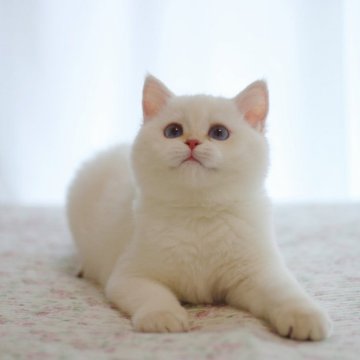 ブリティッシュショートヘア【大阪府・女の子・2025年6月1日・ゴールデンポイント】の写真「優しいお顔の女の子」