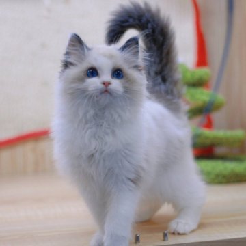 ラグドール【大阪府・女の子・2025年2月28日・シールポイントバイカラー】の写真「可愛い顔立ち」