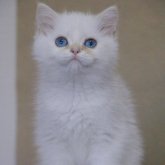 ブリティッシュショートヘア