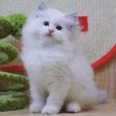 ラグドール