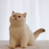 ブリティッシュショートヘア