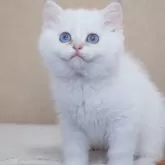 ブリティッシュショートヘア