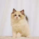 ラグドール【大阪府・女の子・2025年6月9日・シールポイントバイカラー】の写真2