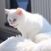 ブリティッシュショートヘア【大阪府・女の子・2025年6月1日・ゴールデンポイント】の写真2