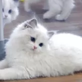 ラグドール【大阪府・女の子・2025年2月28日・ブルーポイントバイカラー】の写真3