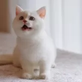 ブリティッシュショートヘア【大阪府・女の子・2025年6月1日・ゴールデンポイント】の写真12