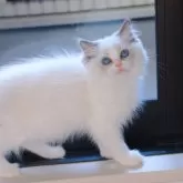 ラグドール【大阪府・女の子・2025年5月5日・ブルーポイントバイカラー】の写真6