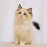 ラグドール【大阪府・女の子・2025年6月9日・シールポイントバイカラー】の写真3