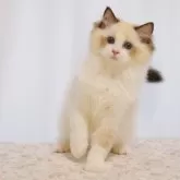 ラグドール【大阪府・女の子・2025年6月9日・シールポイントバイカラー】の写真4