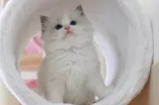 ラグドール【大阪府・女の子・2025年2月28日・ブルーポイントバイカラー】の写真4