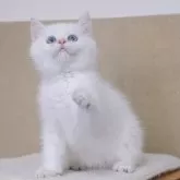 ブリティッシュショートヘア【大阪府・女の子・2025年6月1日・ゴールデンポイント】の写真13