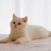 ブリティッシュショートヘア【大阪府・女の子・2025年6月1日・ゴールデンポイント】の写真8