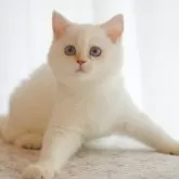 ブリティッシュショートヘア【大阪府・女の子・2025年6月1日・ゴールデンポイント】の写真10