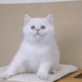 ブリティッシュショートヘア【大阪府・女の子・2025年6月1日・ゴールデンポイント】の写真15