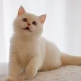 ブリティッシュショートヘア【大阪府・女の子・2025年6月1日・ゴールデンポイント】の写真11