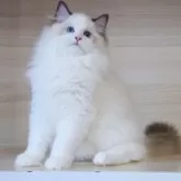 ラグドール【大阪府・男の子・2025年6月9日・シールポイントバイカラー】の写真9