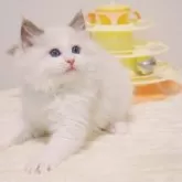 ラグドール【大阪府・男の子・2025年6月9日・ブルーポイントバイカラー】の写真11