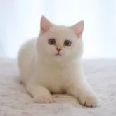 ブリティッシュショートヘア【大阪府・女の子・2025年6月1日・ゴールデンポイント】の写真9