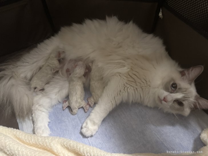 柴田竜弥ブリーダーのブログ：アクア初の出産👶🍼