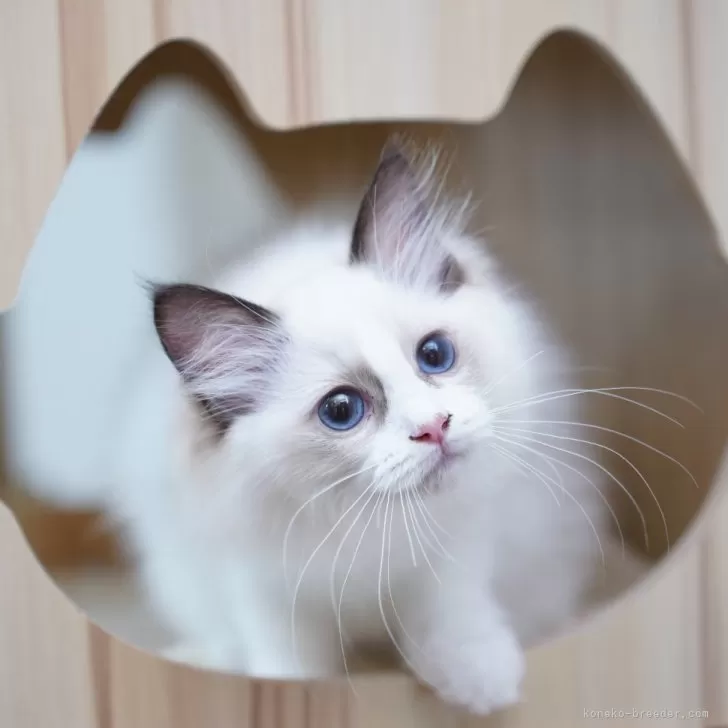 ID:2407-02887の子猫