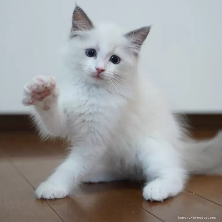 ID:2407-02885の子猫