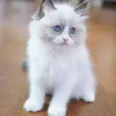 ラグドール【千葉県・女の子・2025年7月26日・シールポイントバイカラー】の写真13