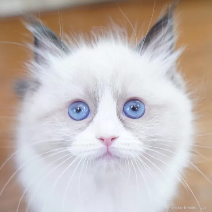 ラグドール【千葉県・女の子・2025年7月26日・シールポイントバイカラー】の写真1「つぶらな瞳が愛おしい🩵」