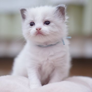 ラグドール【千葉県・男の子・2025年2月2日・ブルーポイントバイカラー】の写真「マイペースな甘えん坊🩵
お膝の上がだいすき🙌」
