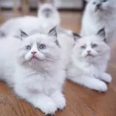 ラグドール【千葉県・女の子・2025年7月26日・シールポイントバイカラー】の写真15「仲良し姉妹🩵」