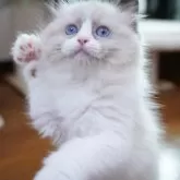 ラグドール【千葉県・女の子・2025年7月26日・シールポイントバイカラー】の写真8「よっ‼️」