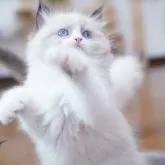 ラグドール【千葉県・女の子・2025年7月26日・シールポイントバイカラー】の写真12