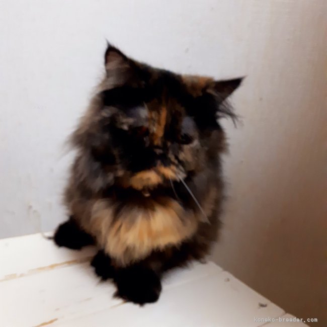 ミヌエット【・女の子・2020年1月21日・トウティ】