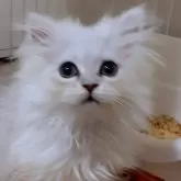 ミヌエット(長足)【大阪府・女の子・2024年9月26日・チンチラシルバー】の写真2