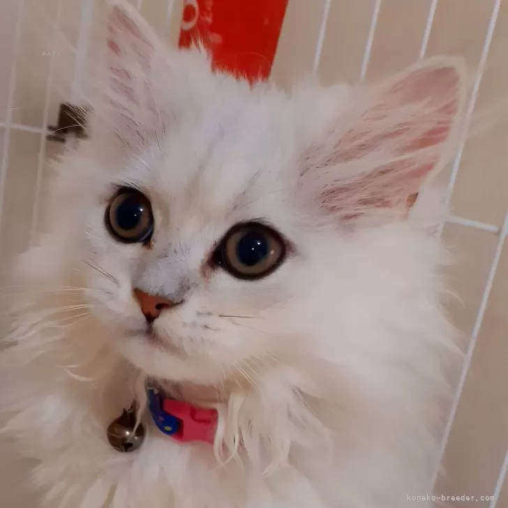 ID：2412-01431の子猫