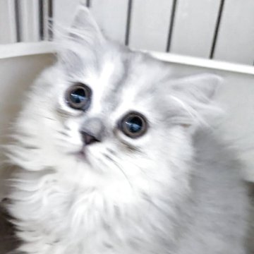 ミヌエット(長足)【大阪府・女の子・2025年8月19日・シルバーダビー（長毛）】の写真「お目々がきりっとして愛らしく元気な女の子です!」