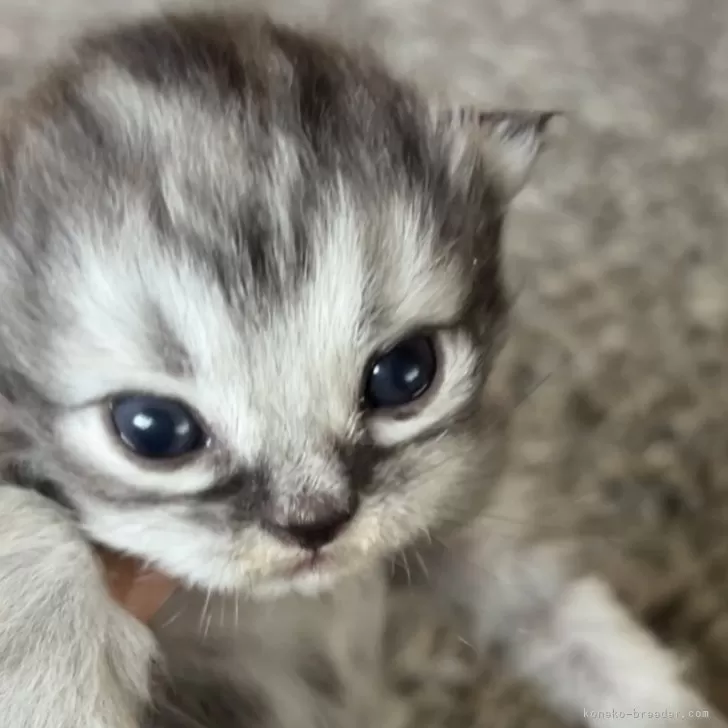 サイベリアン【鹿児島県・男の子・2025年10月27日・ブラウンタビー】の写真1「めちゃくちゃ目がくりくりです。将来可愛くなること！間違い無し。。🐾」