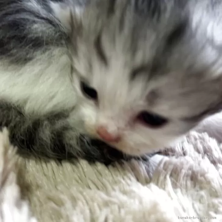 サイベリアン【鹿児島県・女の子・2025年10月27日・シルバータビー&amp;ホワイト】の写真1「生まれて12日？まだまだ小さいですが、スクスクと成長しております。🐈‍⬛」