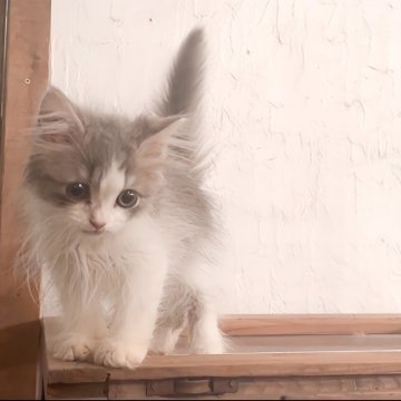 サイベリアン【鹿児島県・男の子・2025年5月5日・ブルータビー&ホワイト（長毛）】の写真「毛が繊細でふわっふわ」